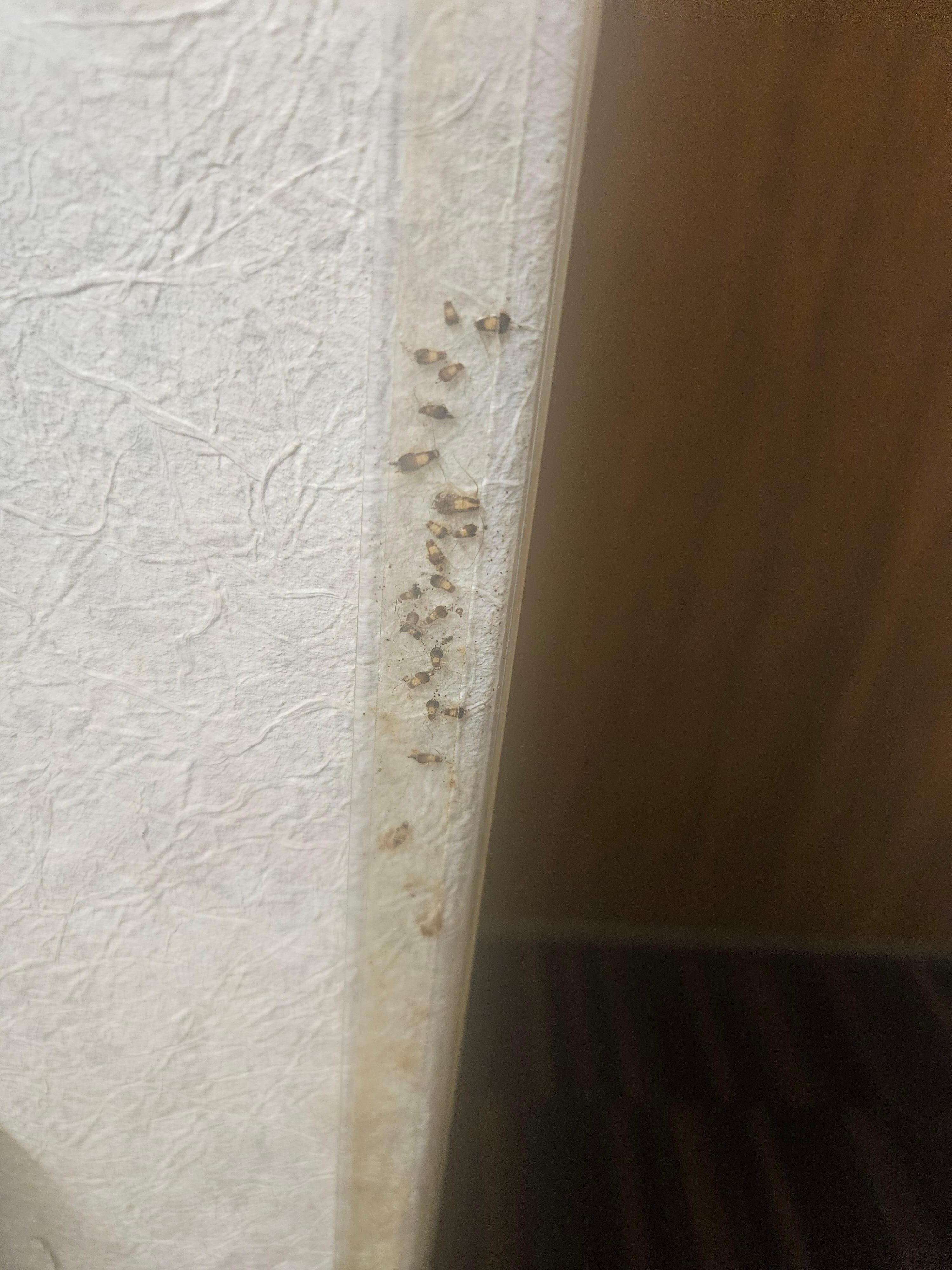 Unknown types of dead bugs