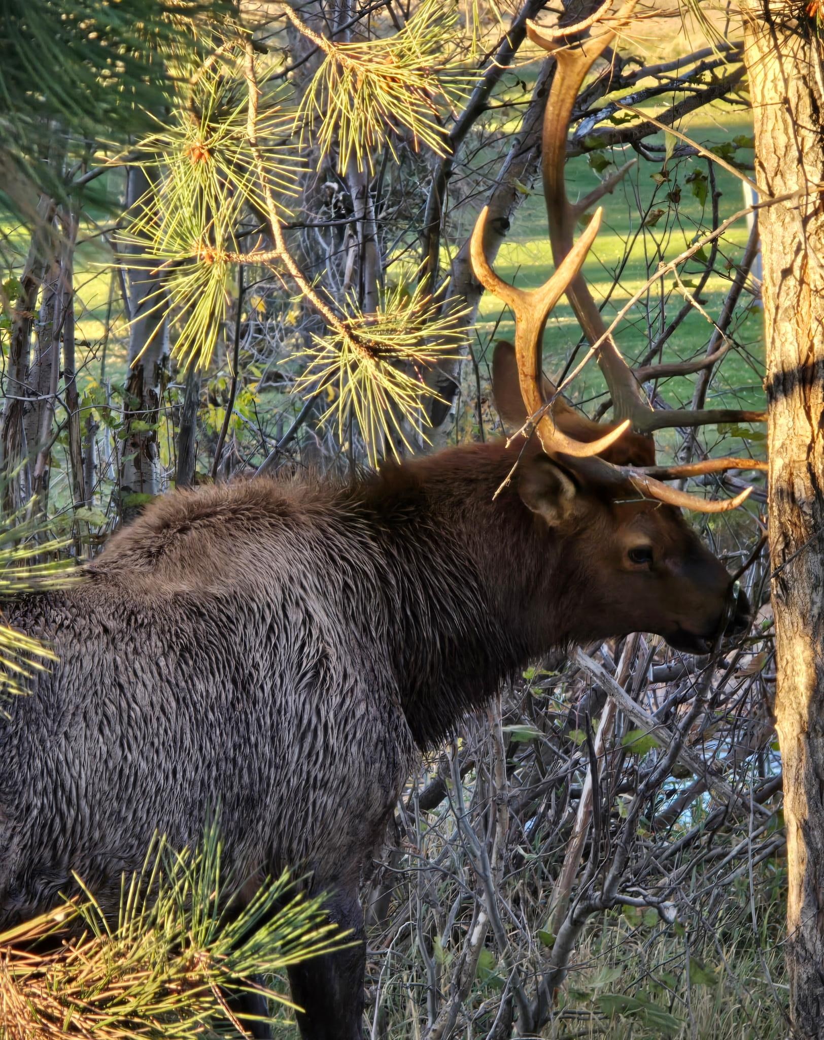 Elk