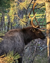 Elk