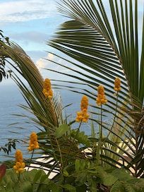 Lots of beautiful flowers and plants on the property.