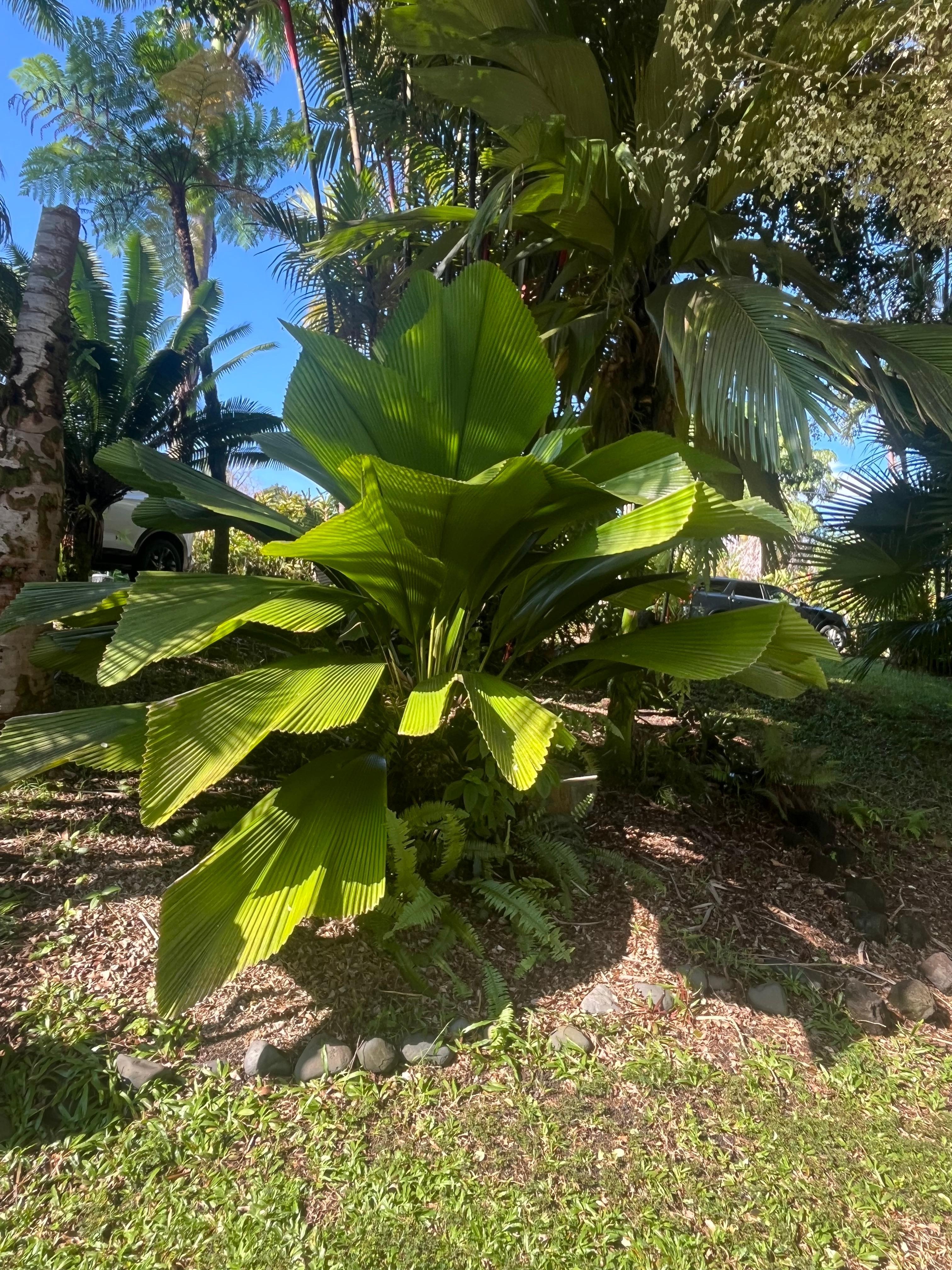 Vanuatu Fan Palm was nice to watch as it moved with the breeze.