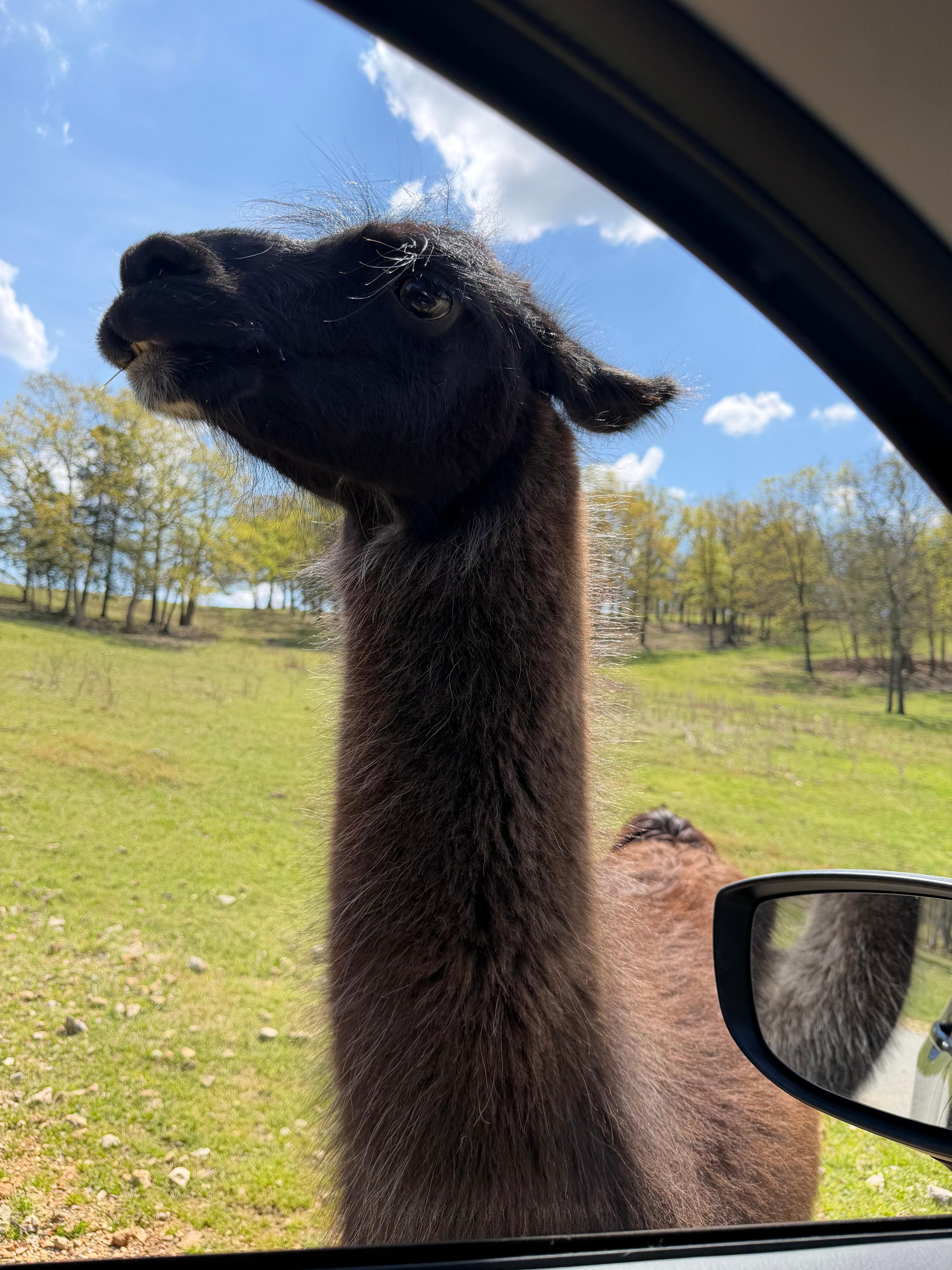 The drive-thru safari and petting zoo is a must. A few miles from the cabin