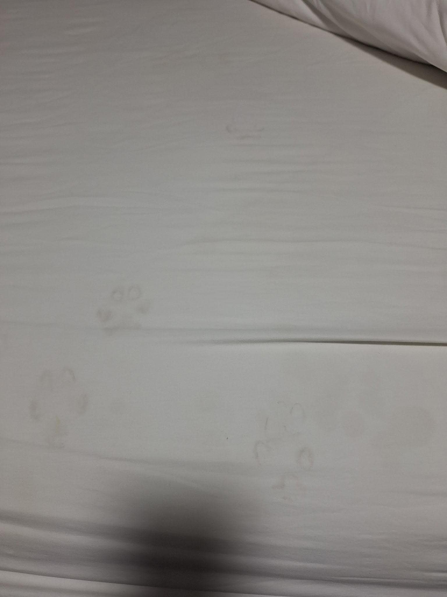 Dog print