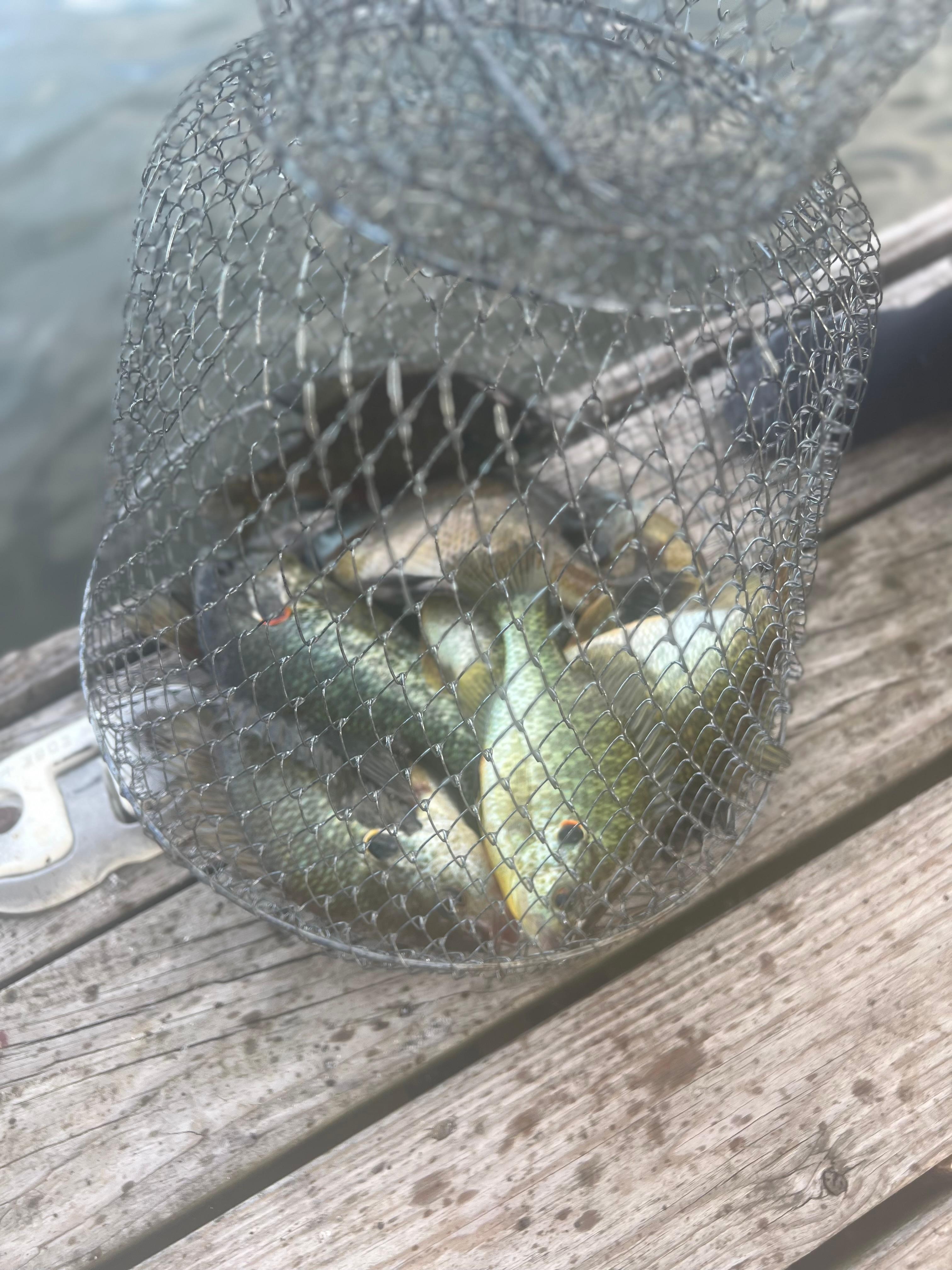 We catch red ear, bass and catfish right offf the dock