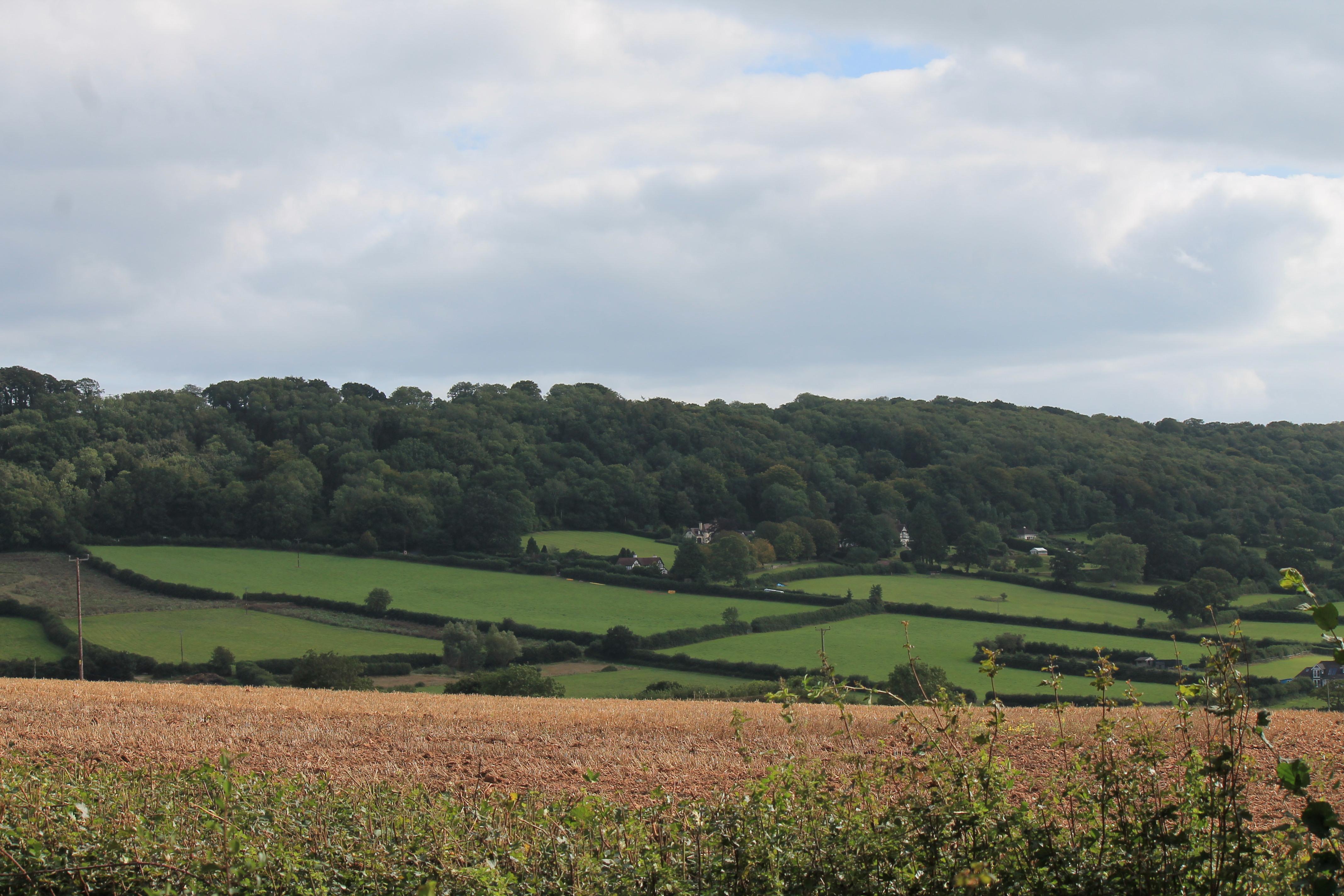 View from the garden