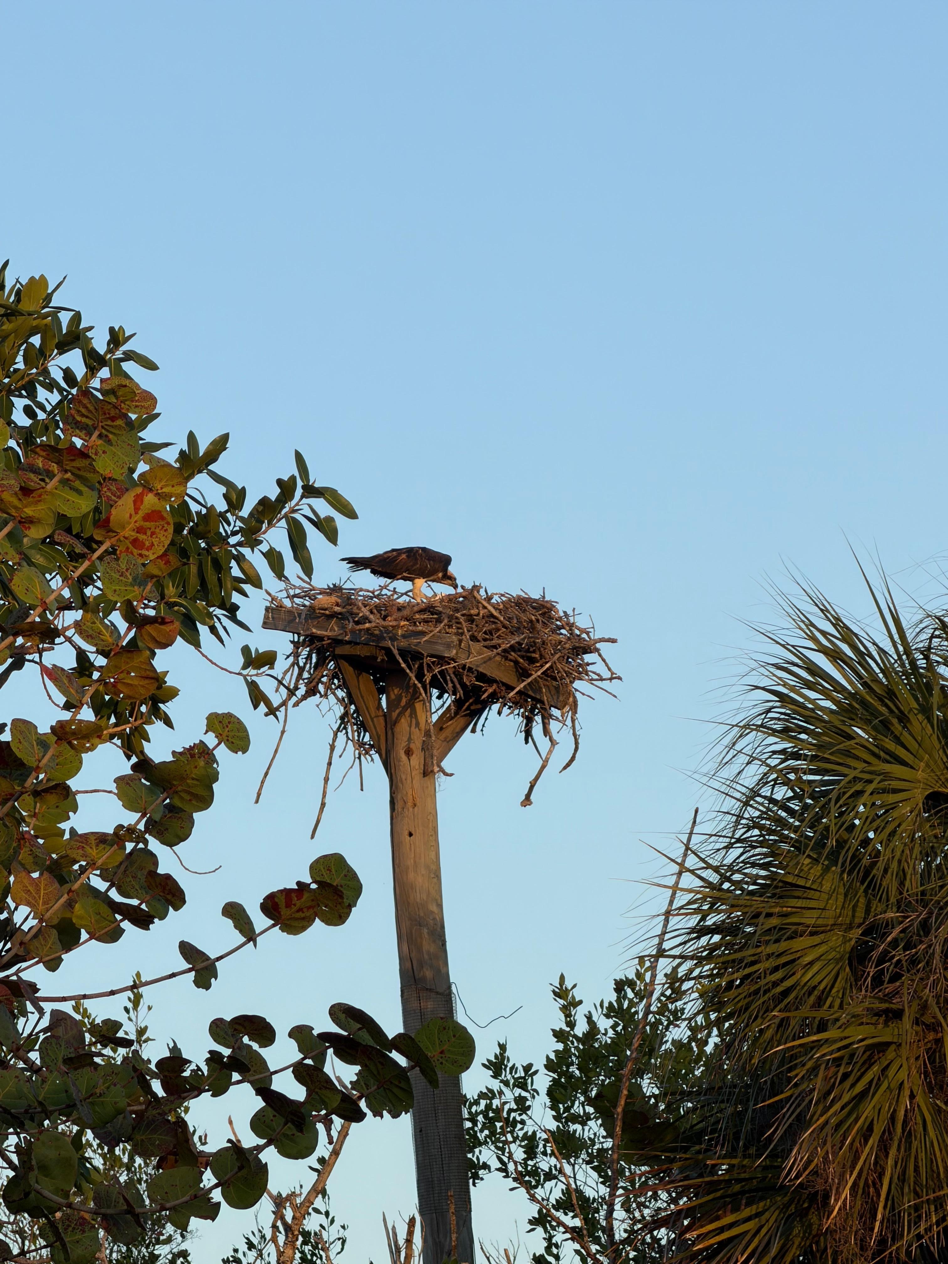 Osprey in Ding Darling