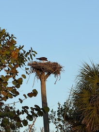 Osprey in Ding Darling