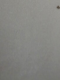 Bedbugs with blood on the sheets. We have several others too