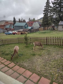 Unexpected visitors in the backyard