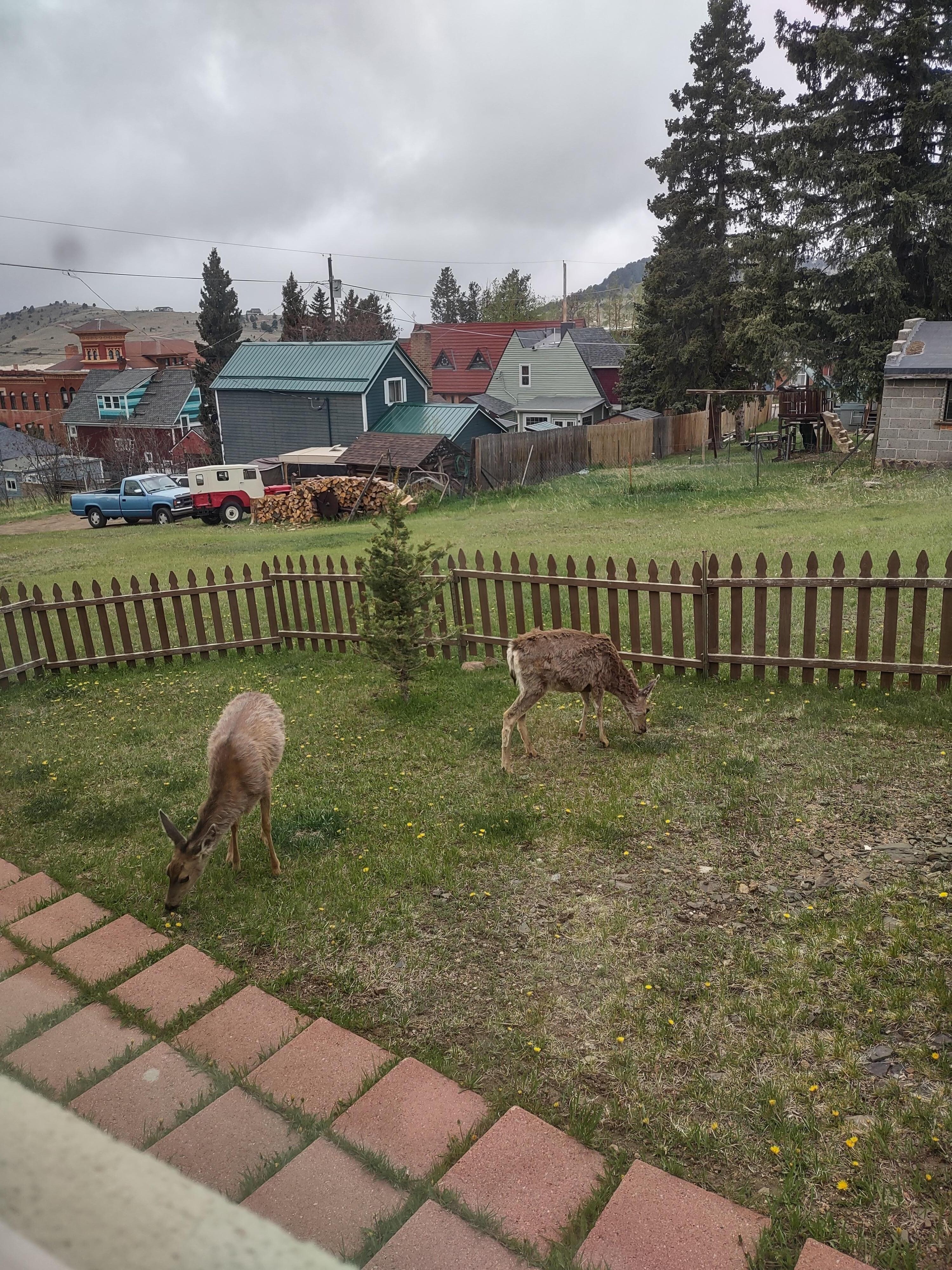 Unexpected visitors in the backyard 