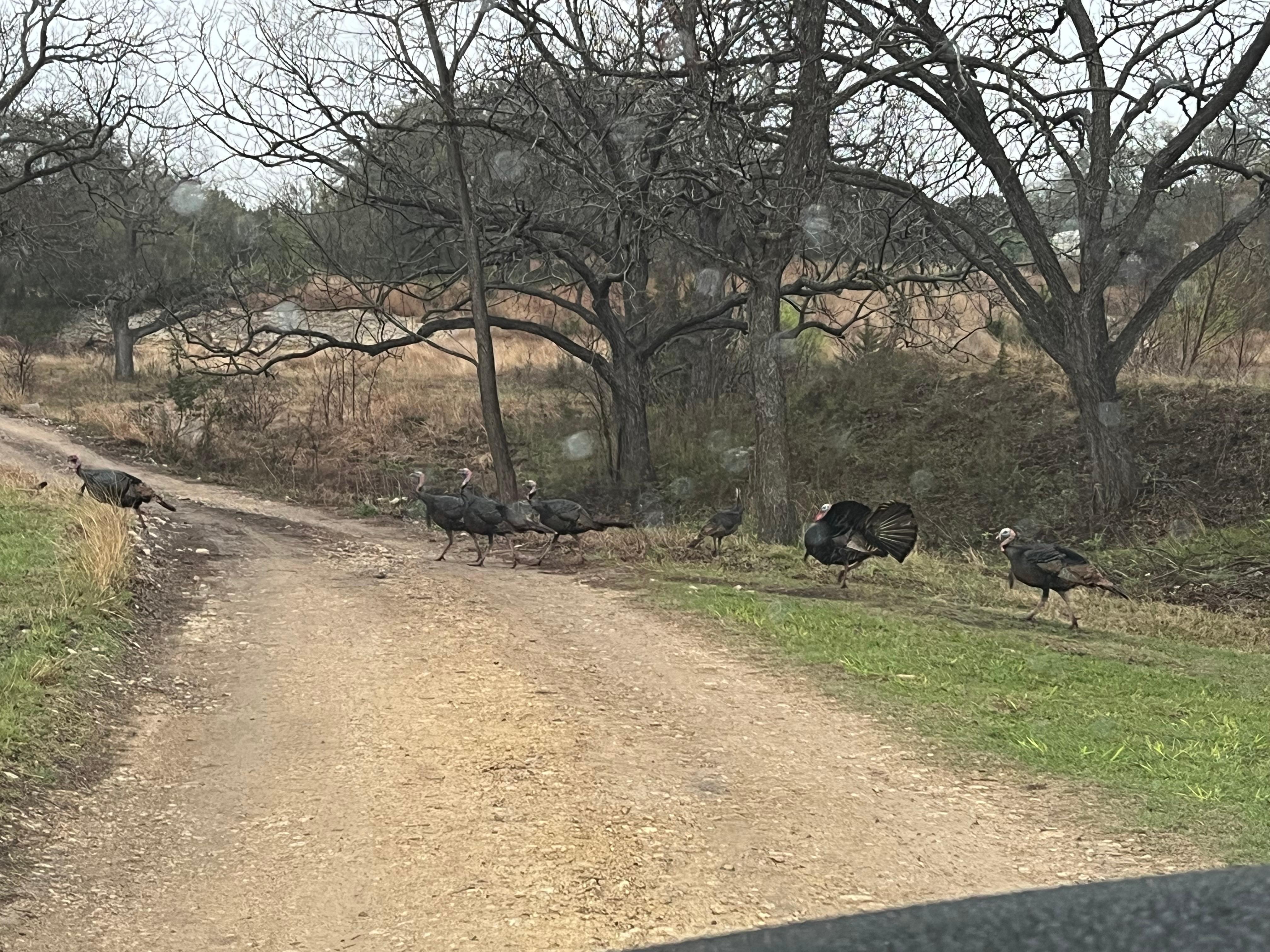 Turkey Crossing!