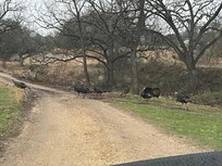 Turkey Crossing!