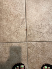 Dead roach. One i killed, i killed 2 others also!