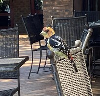 A gorgeous bird on one of the restaurant’s outside chairs