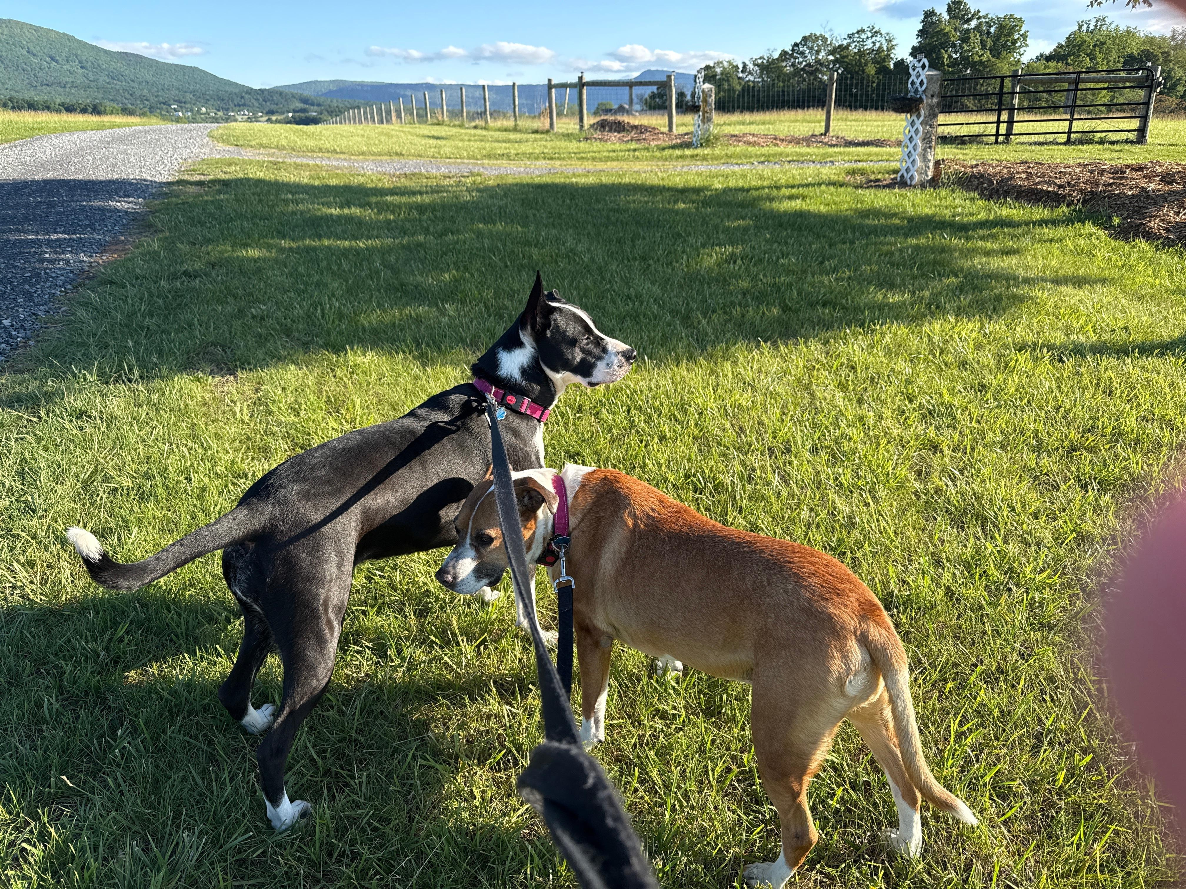 Annie & Mavis loved their walks! We did too!