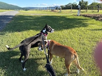 Annie & Mavis loved their walks! We did too!