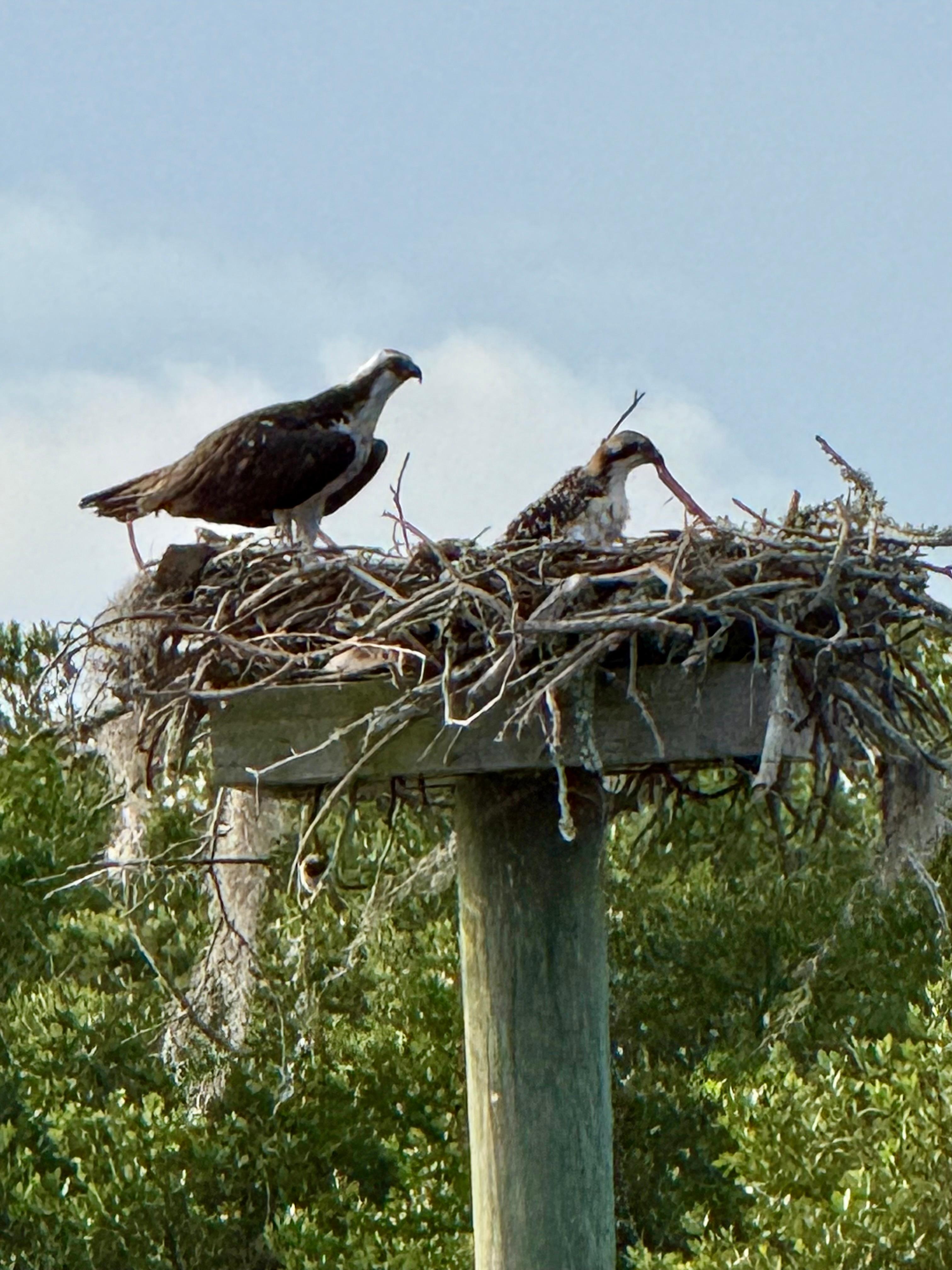 Osprey nest at the end of the dock.