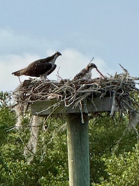 Osprey nest at the end of the dock.