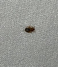 Bedbug