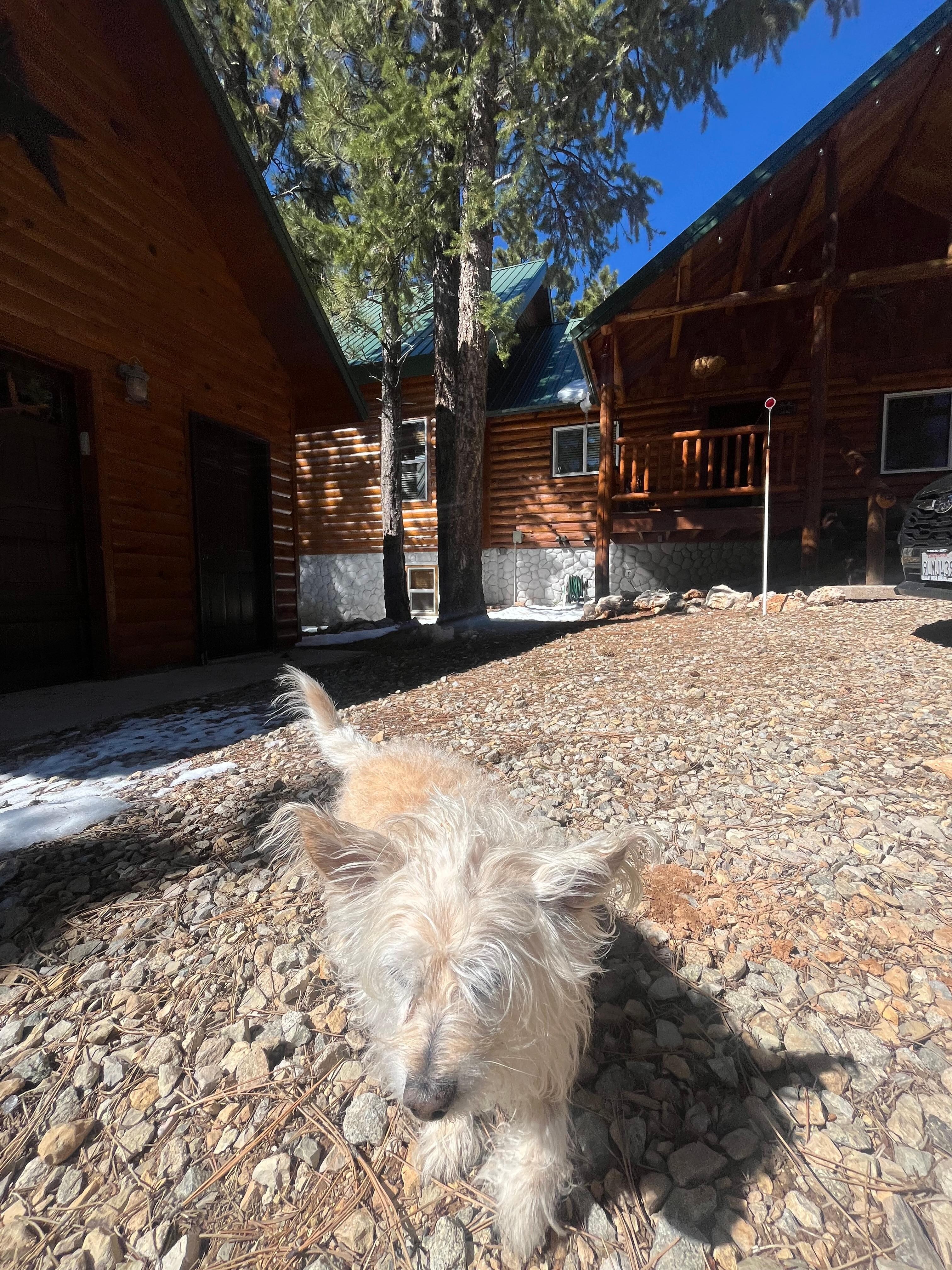 Dog-friendly 