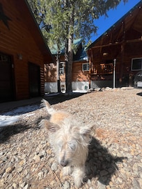 Dog-friendly