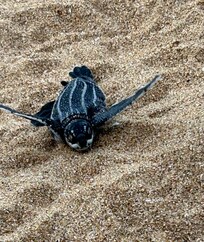 Who were lucky enough to see leatherback turtle hatchlings crawl out to sea