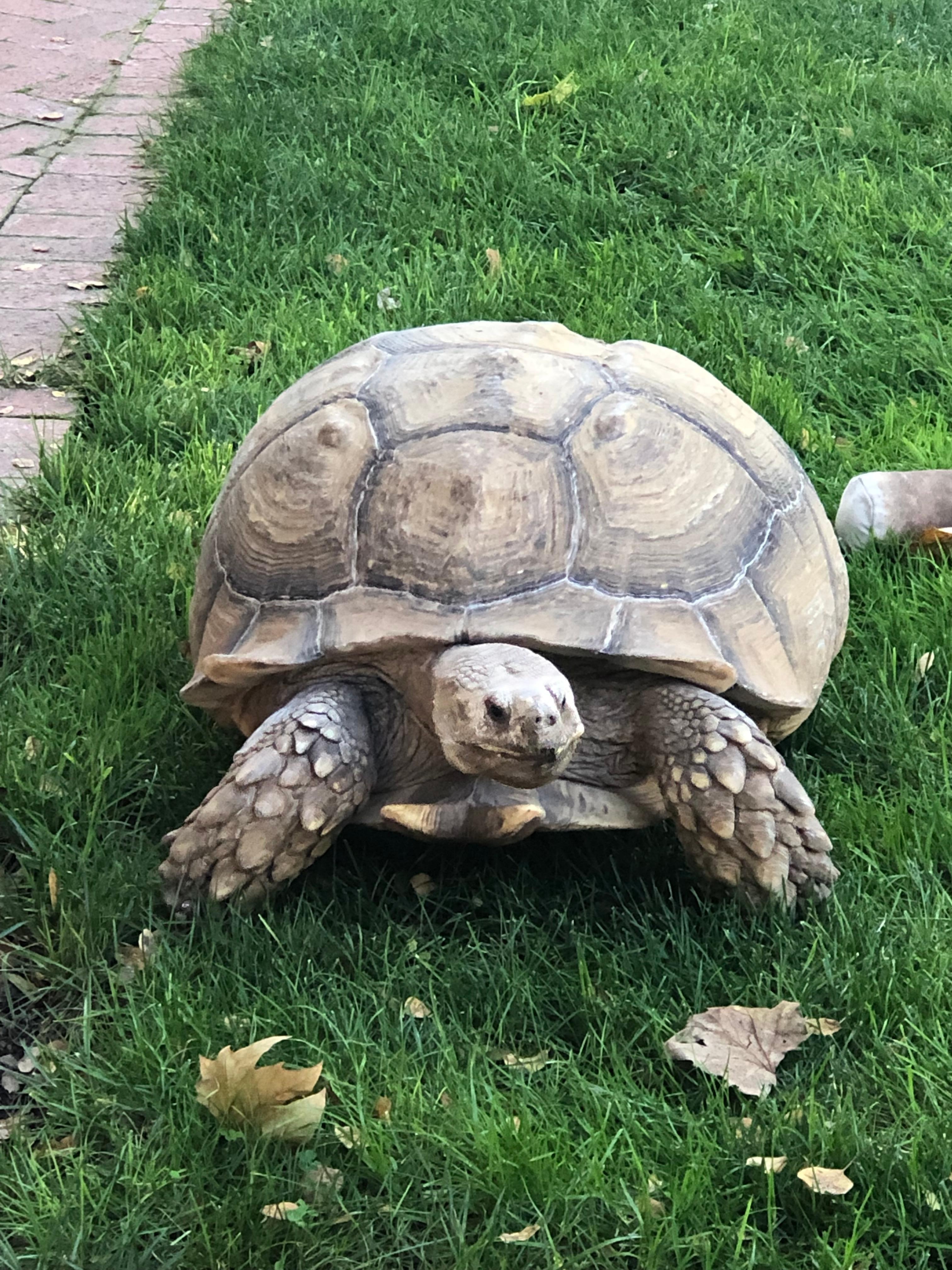 Mr. T is oh so friendly and quite the escape artist 🥰