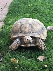 Mr. T is oh so friendly and quite the escape artist 🥰
