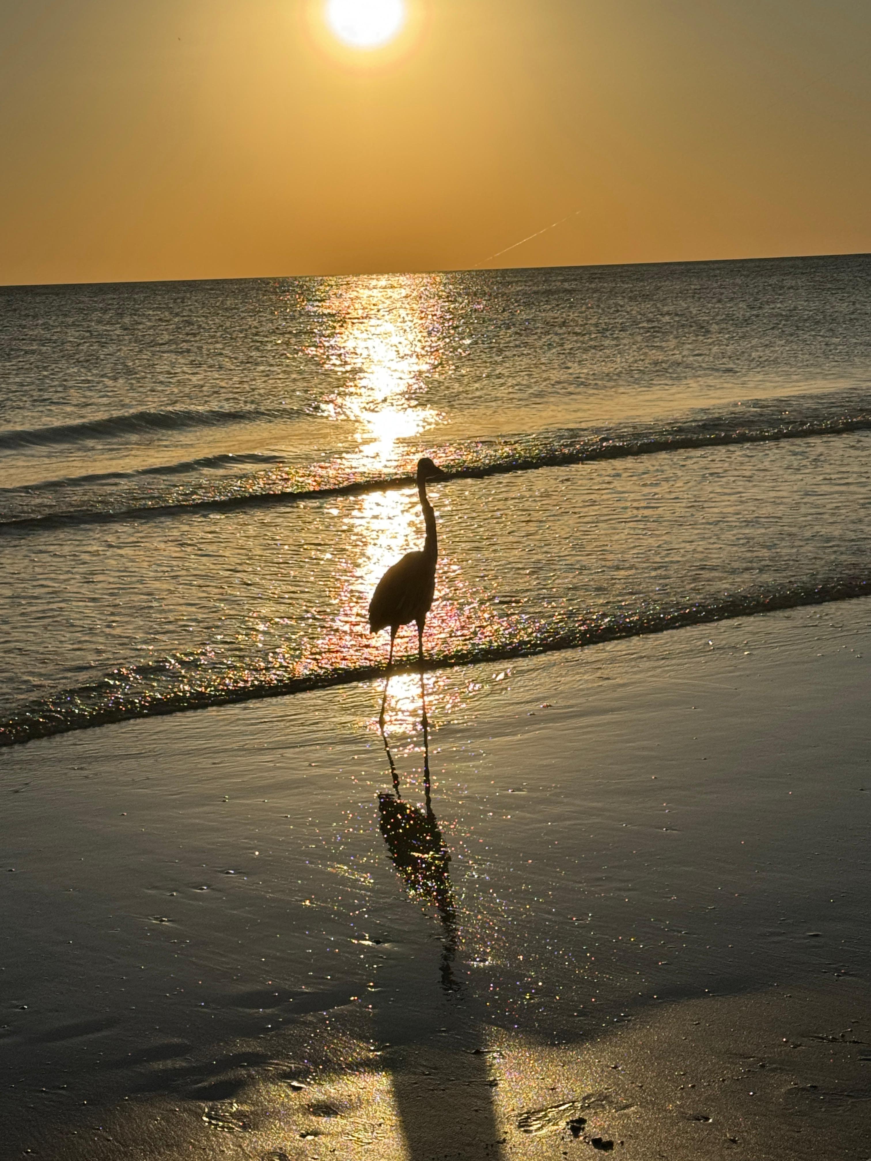 Blue herons were abundant on Indian Shores.