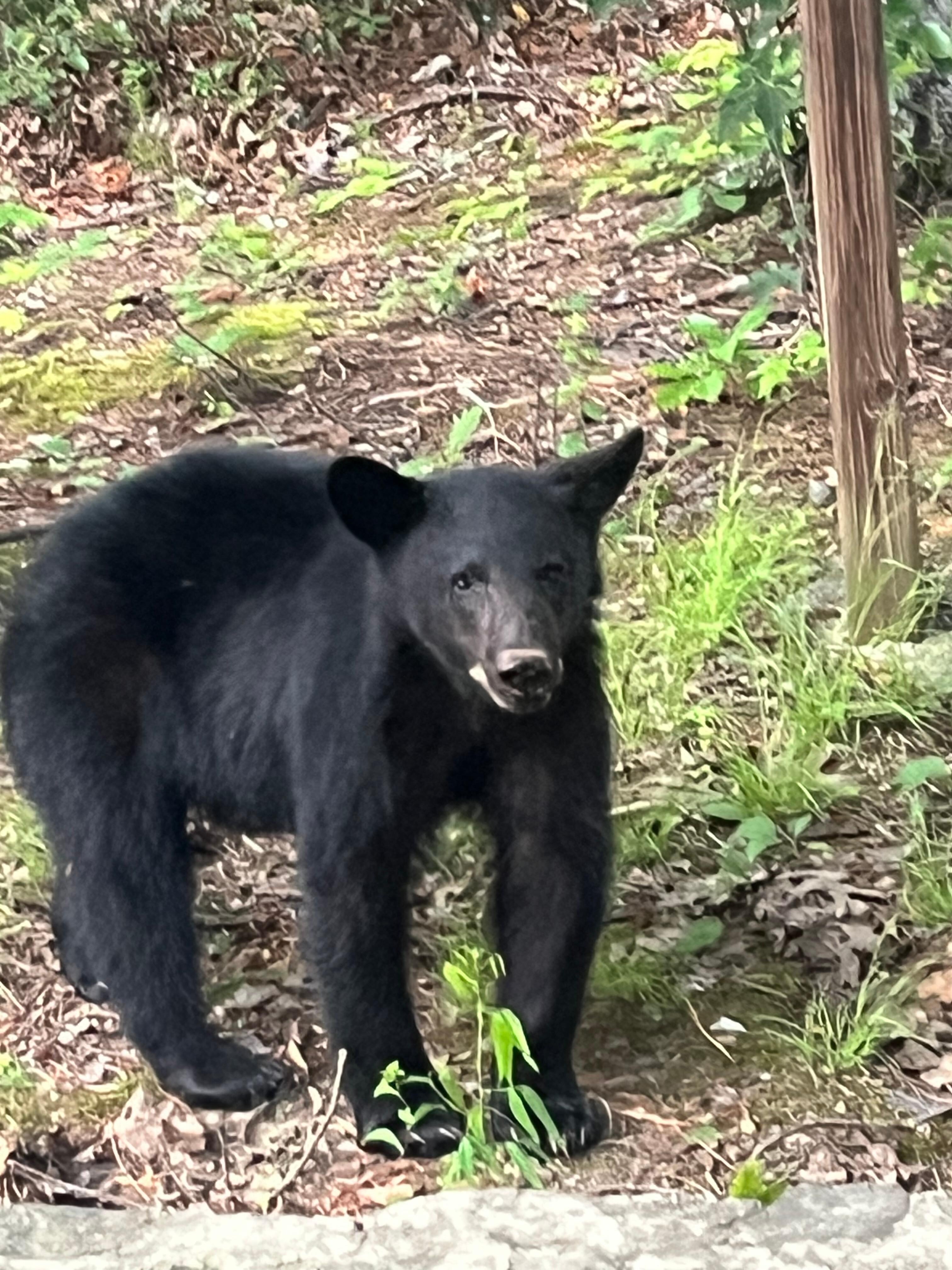 Bear