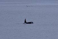 We saw orcas!