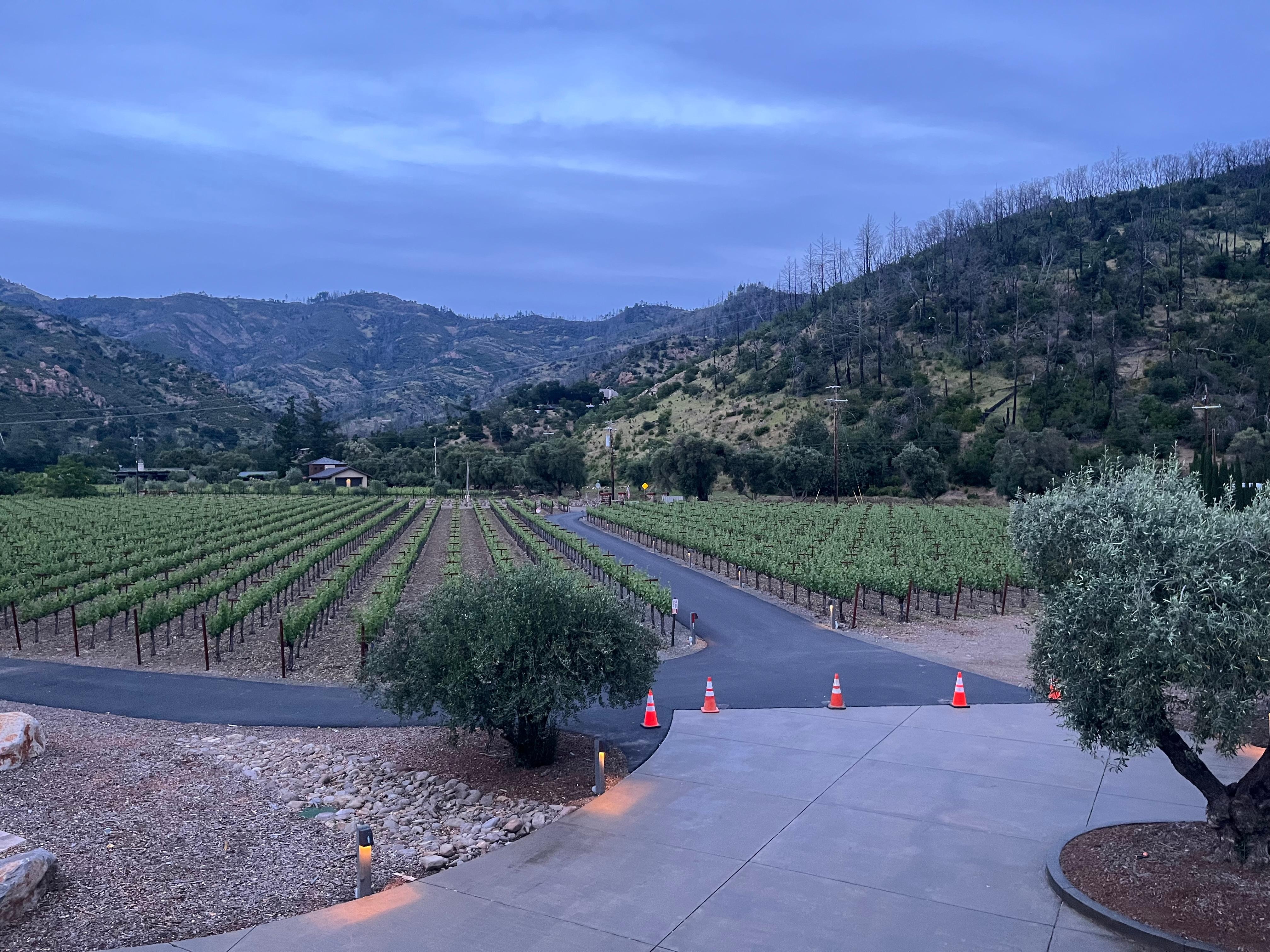 Front yard vineyard view