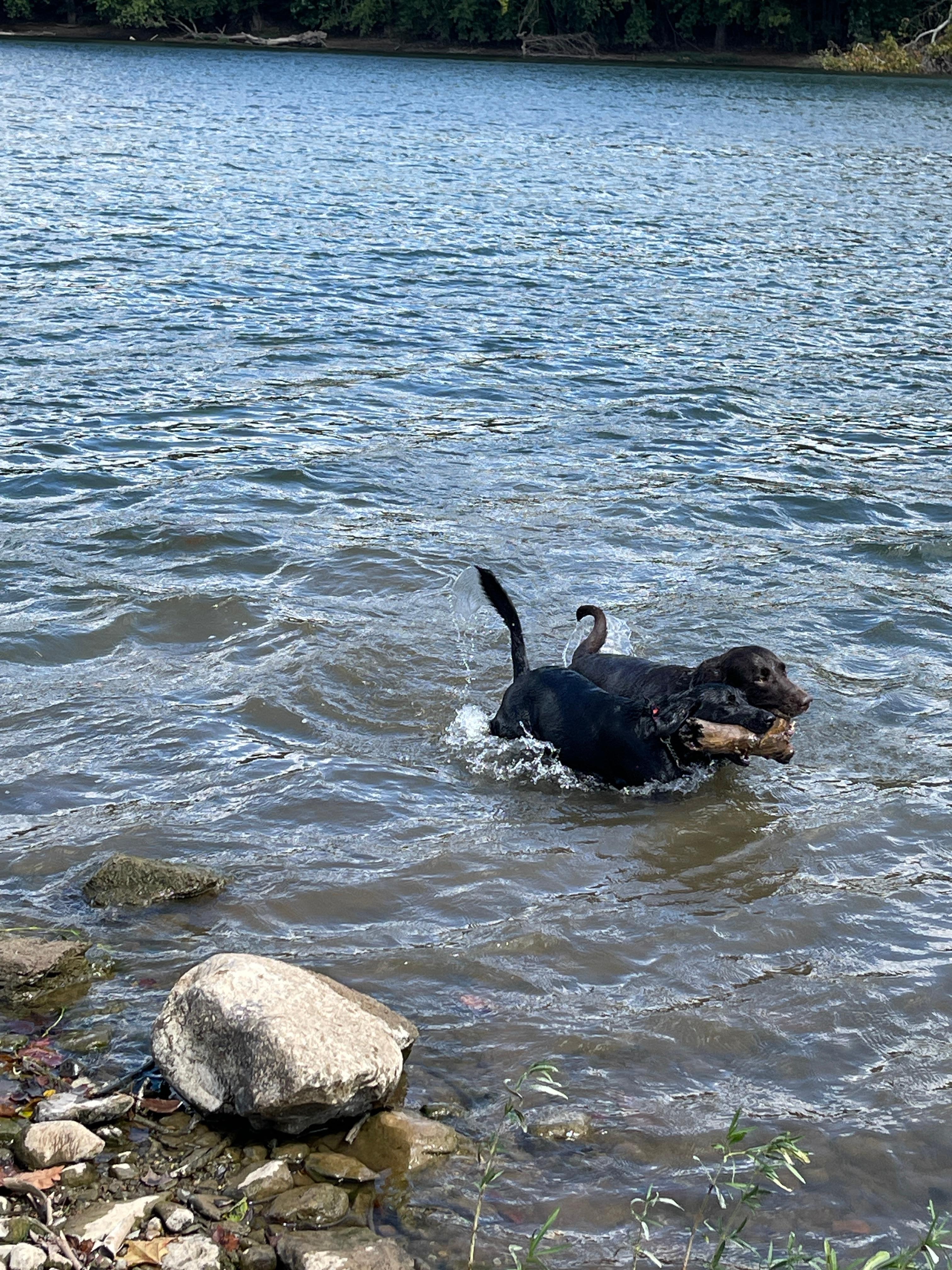 Dogs loving the river