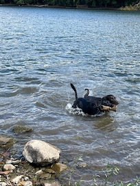 Dogs loving the river