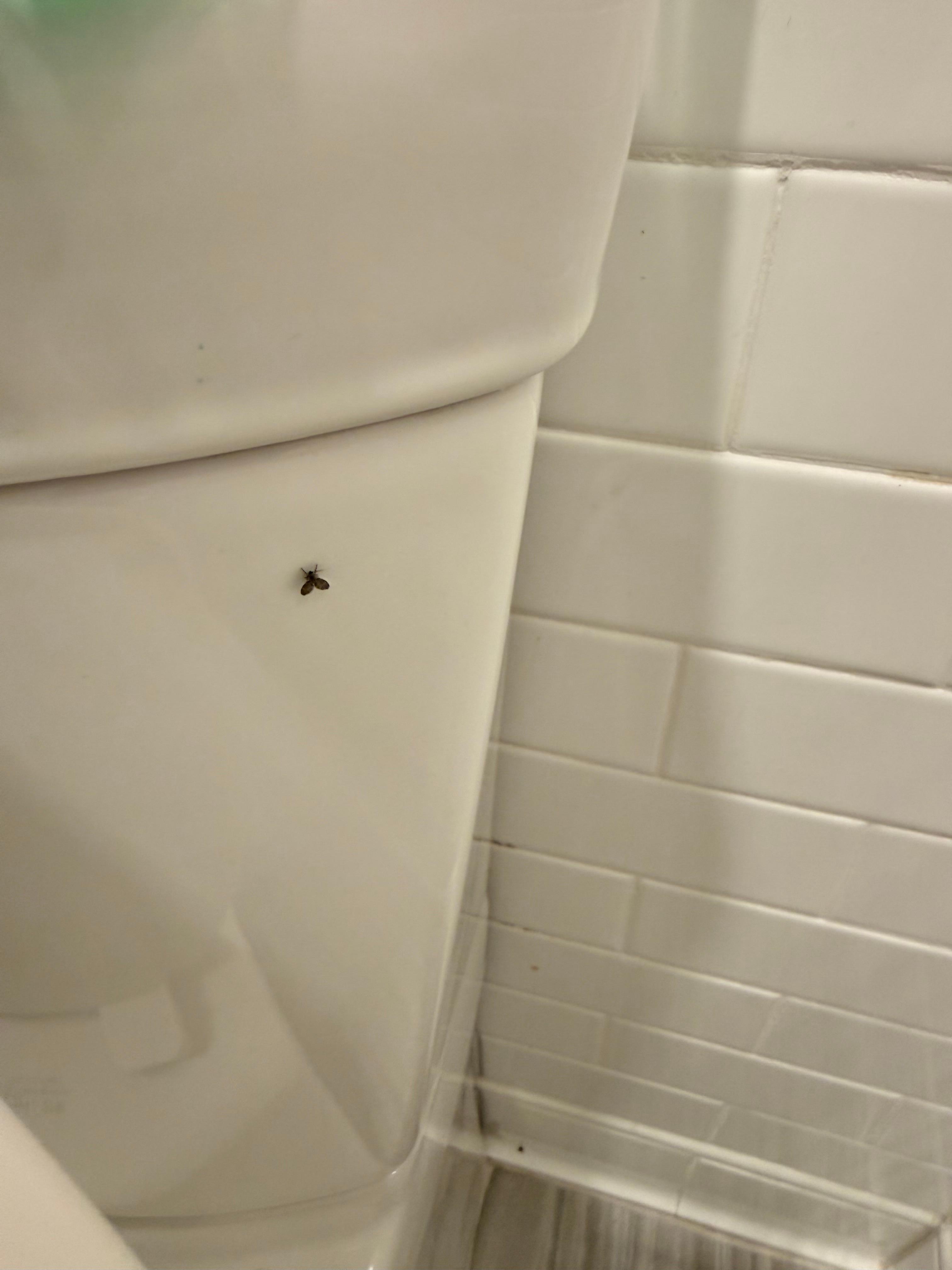 Sewer buzzing around the bathroom