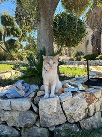 Mit 2 sĂŒĂen Katzen, die gerne gefĂŒttert werden