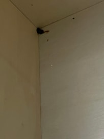 With dead bug