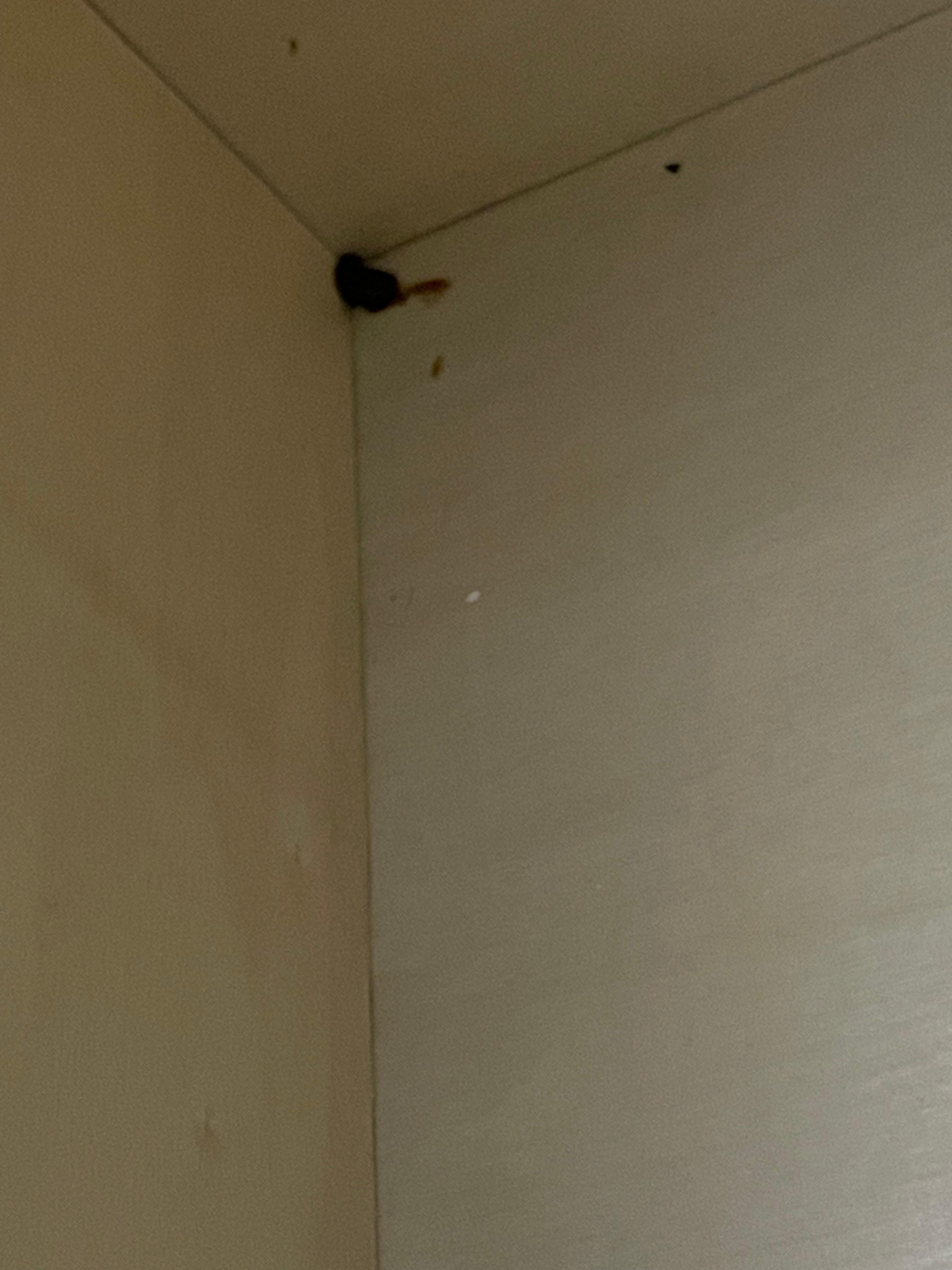 With dead bug
