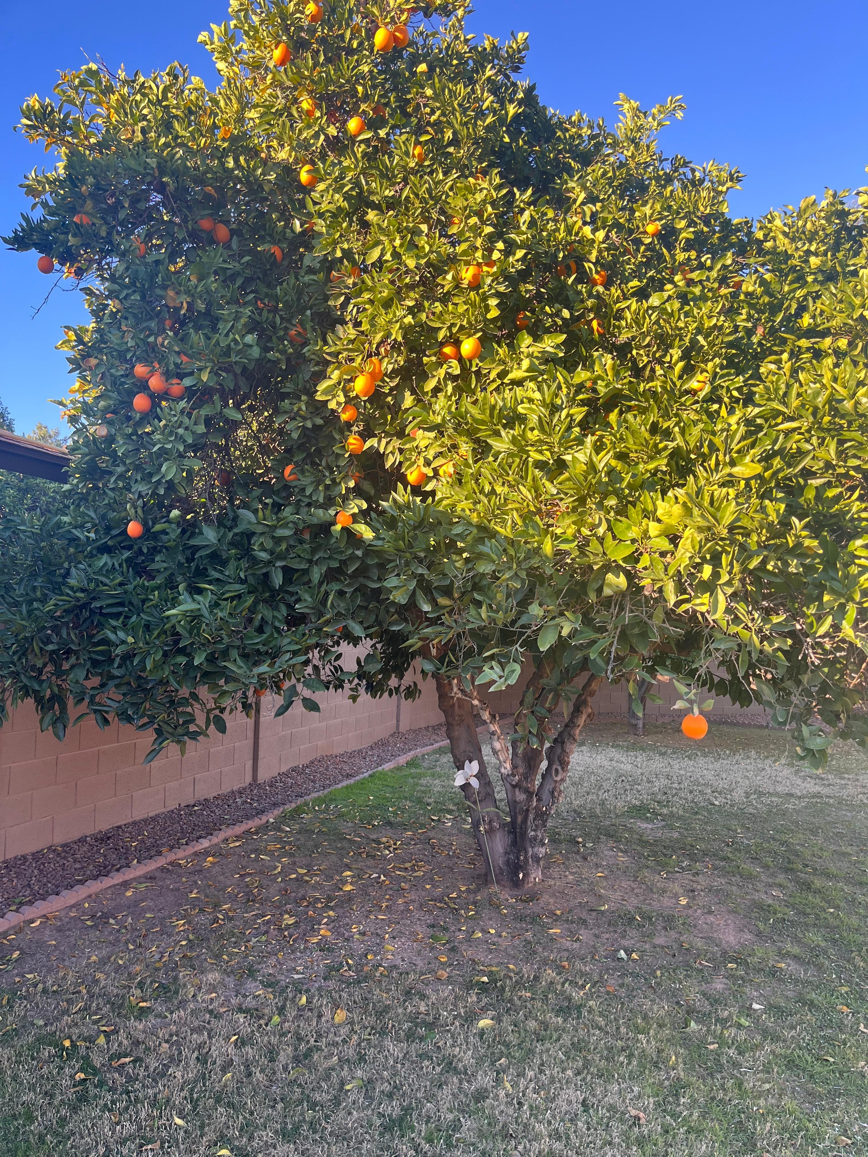 Fruit trees