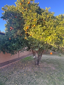 Fruit trees