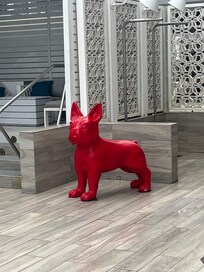 Little red dog in pool area