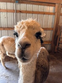 Alpaca Farm