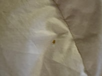 Dirty comforter looks like blood