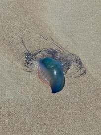 Jellyfish seen during a walk on the beach. It was washed up onto the shore.