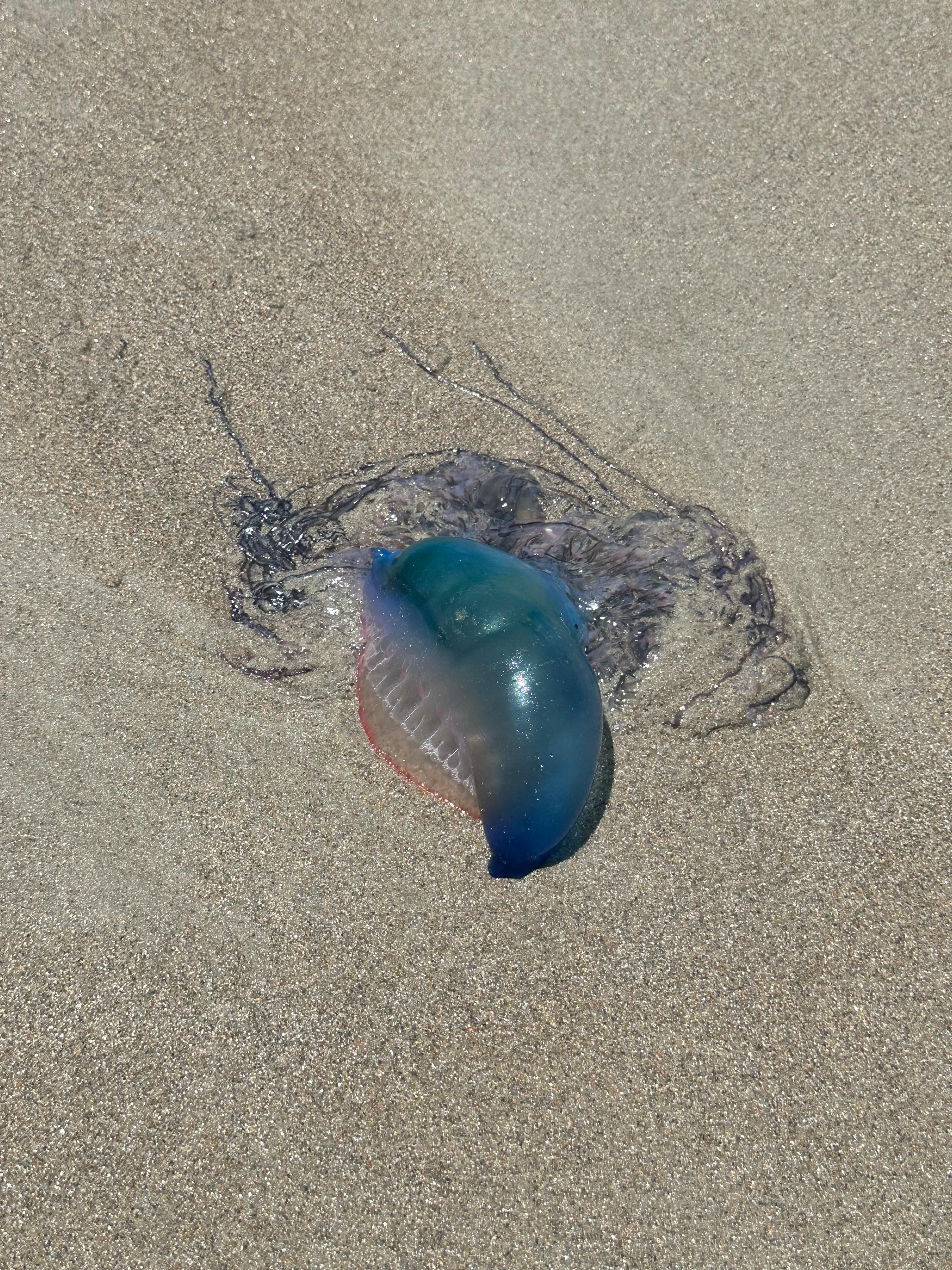 Jellyfish seen during a walk on the beach. It was washed up onto the shore. 