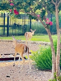 Deer as we entered the neighborhood.