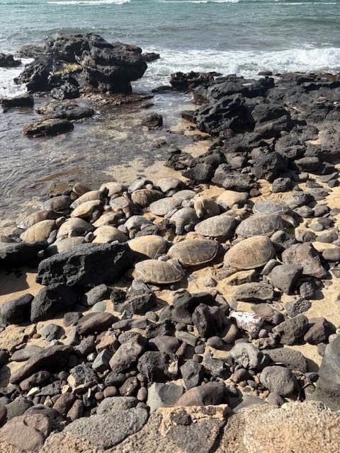 Lots of Honu!