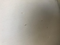 Punctures in lampshade; do not look particularly new