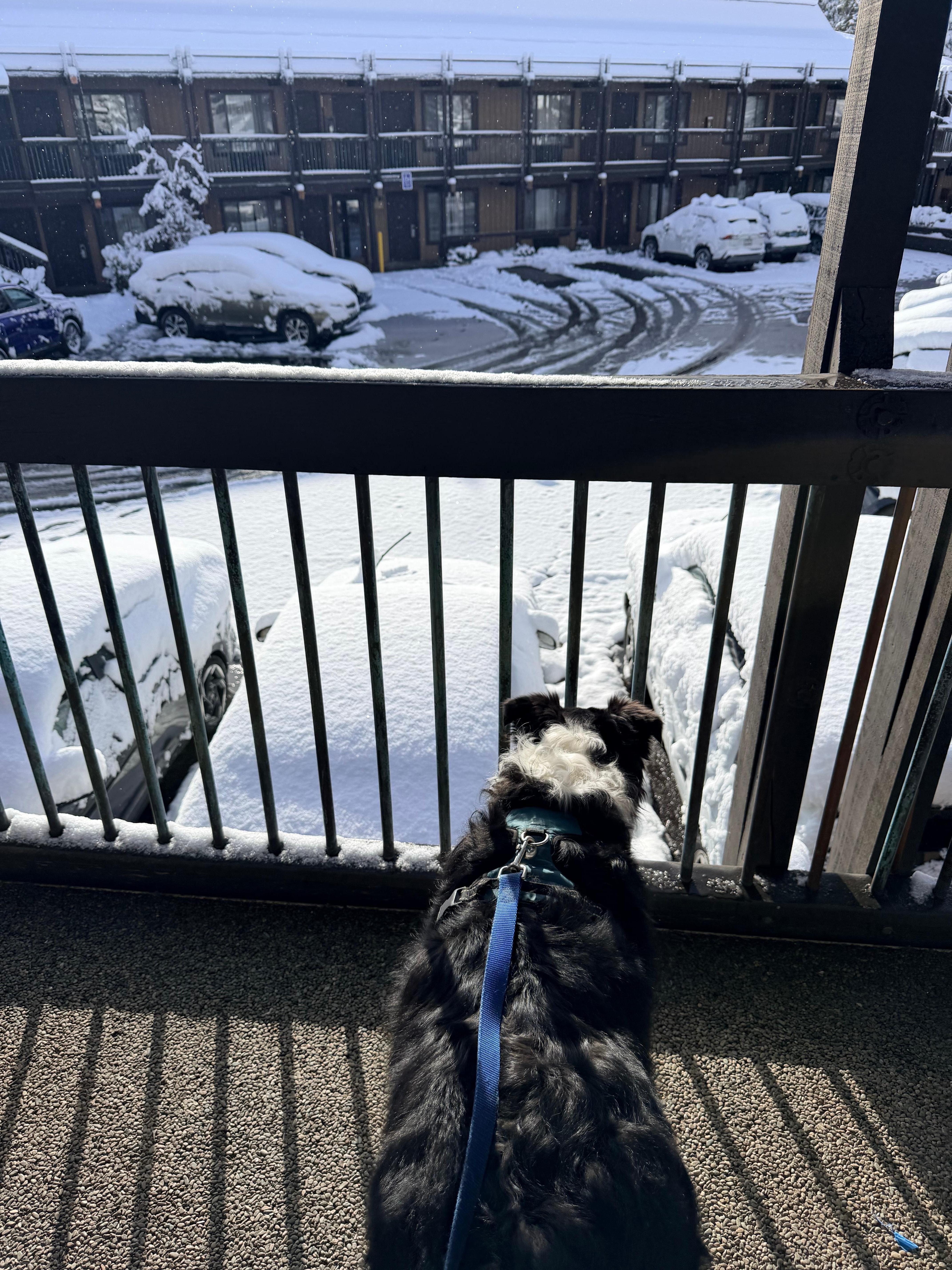 Woke up to fresh powder! Ollie loved it!! 