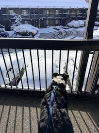 Woke up to fresh powder! Ollie loved it!!